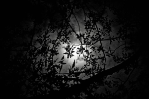 Dark, moonlit sky seen through tree branches